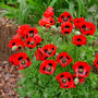 Grow Your Own Ruby Wedding Anniversary Garden, thumbnail 3 of 3