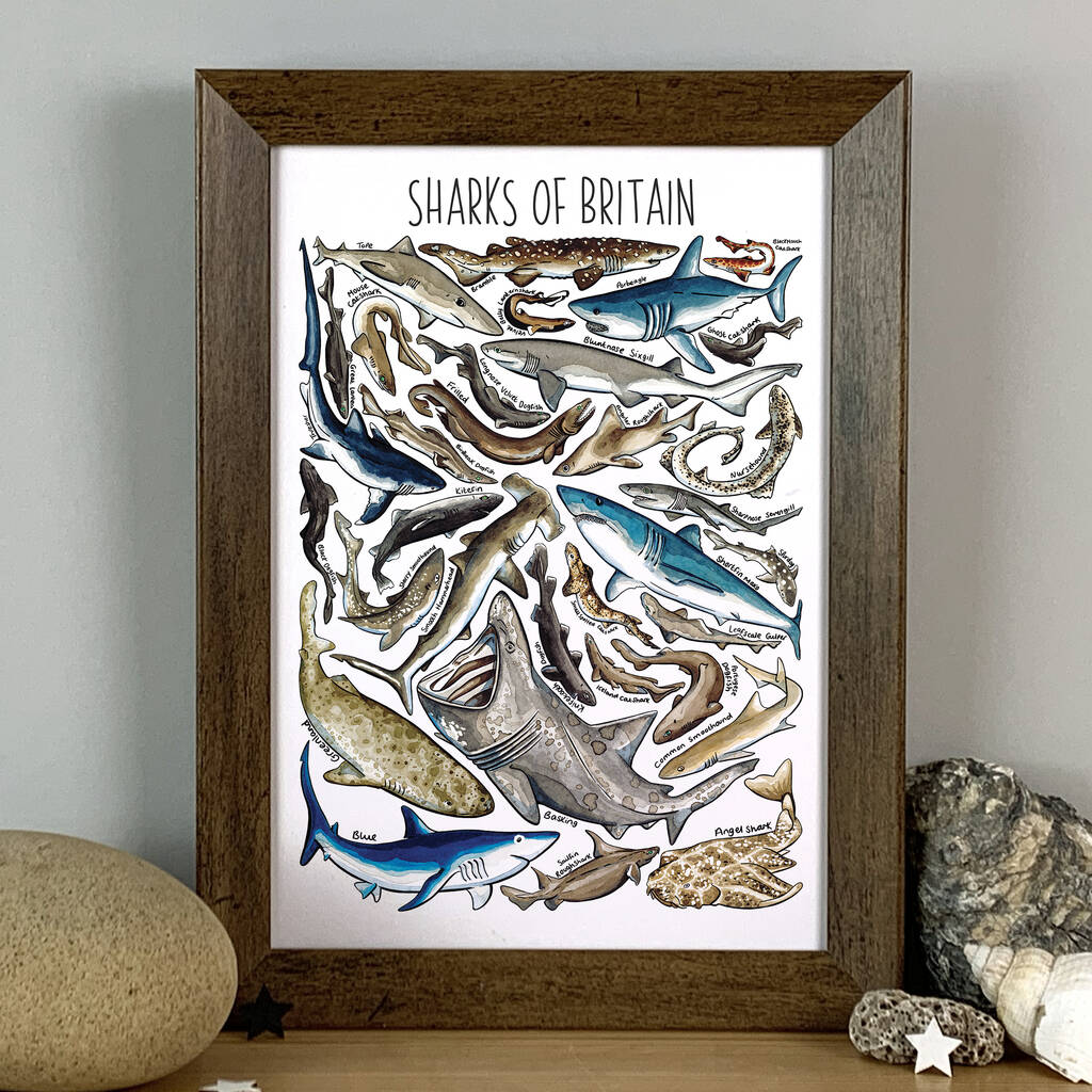 Sharks Of Britain Wildlife Watercolour Print, 1 of 4