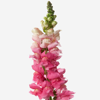 Cotton Candy Snapdragon Fresh Bouquet, 2 of 3
