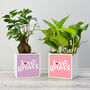 'Love Grows' Valentine's Plant Pot And Houseplant, thumbnail 5 of 7