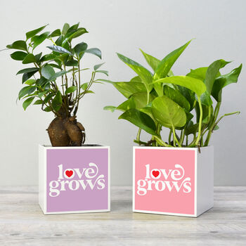 'Love Grows' Valentine's Plant Pot And Houseplant, 5 of 7