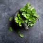 Herb Plants Spearmint In 9cm Pots, thumbnail 6 of 7