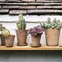 Set Of Terracotta Plant Pots, thumbnail 1 of 4