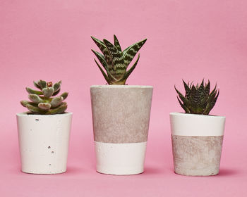 Concrete Pot Tall With Cactus/ Succulent In White, 3 of 3