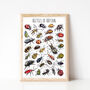 Beetles Of Britain Wildlife Print, thumbnail 4 of 9