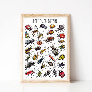 Beetles Of Britain Wildlife Print, 4 of 9