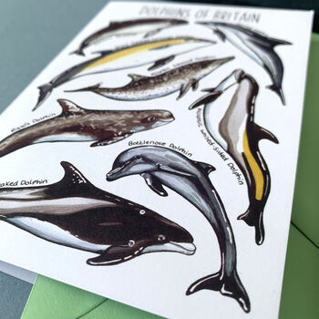 Dolphins Of Britain Greeting Card, 4 of 12