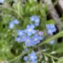 Earrings With Daisy And Forget Me Not Flowers, thumbnail 9 of 12