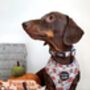Little Pumpkin Bear Cub Dog Collar, thumbnail 3 of 8