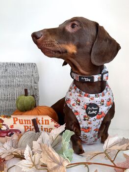 Little Pumpkin Bear Cub Dog Collar, 3 of 8