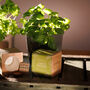 Personalised Basil Desktop Cube Garden, thumbnail 1 of 6