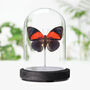 Agrias Hybrid Beatifica X Claudina Butterfly Insect Bug Entomology Taxidermy Bell Jar, thumbnail 1 of 3