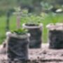 Biodegradable Wool Pots – Pack Of 10, thumbnail 2 of 3