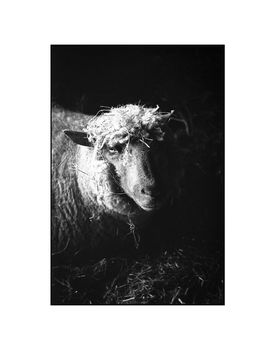Ewe In Barn, Suffolk Photographic Art Print, 3 of 4