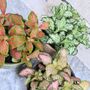 Fittonia Houseplant Gift Pot And Plant Bundle, thumbnail 2 of 5