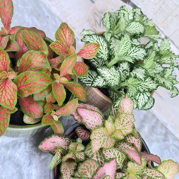 Fittonia Houseplant Gift Pot And Plant Bundle, 2 of 5
