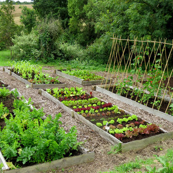 large vegetable patch experience gift voucher by rocket gardens ...