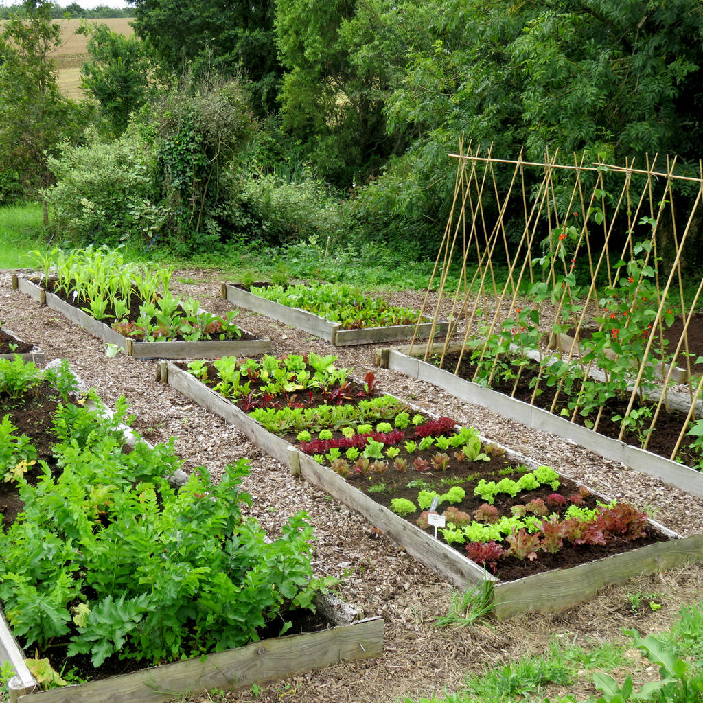 large vegetable patch  experience gift voucher by rocket gardens 