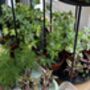 Houseplant Propagation And Terrarium Workshop, Manchester, thumbnail 4 of 11