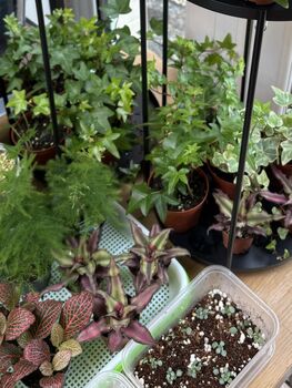 Houseplant Propagation And Terrarium Workshop, Manchester, 4 of 11