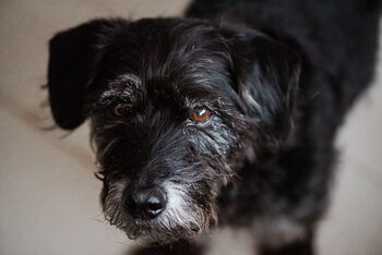 Personalised Raised Pet Paw Print Charm, 3 of 6
