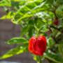 Chilli Plants 'Carolina Reaper' Six X 9cm Pots, thumbnail 2 of 7