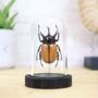 Five Horned Rhinoceros Beetle Insect Bug Moth Bell Jar Entomology Taxidermy Interior Design Home Decor Cloche Modern Display Gift Ornament, thumbnail 1 of 4