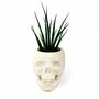 Skull Planter With Plant, thumbnail 3 of 3