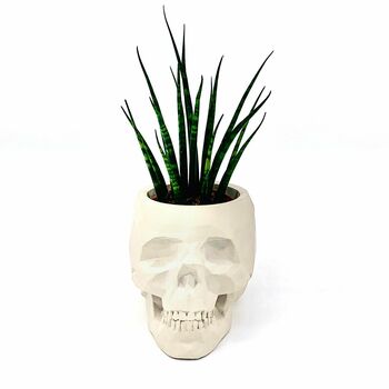 Skull Planter With Plant, 3 of 3