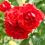Floribunda Rose 'Trumpeter' One X Bare Rooted Plant, thumbnail 1 of 7