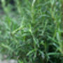 Herb Plants Rosemary Three X 9cm Pots, thumbnail 3 of 4