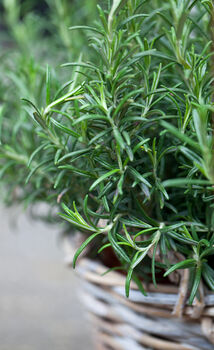 Herb Plants Rosemary Three X 9cm Pots, 3 of 4