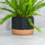 Carbon Stellar Planter, thumbnail 2 of 4