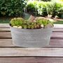 Sempervivum Leafy Vine Trough Planter – Succulent Gift, thumbnail 1 of 3