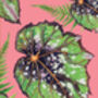 Houseplant Bold Begonia Art Print, thumbnail 2 of 2
