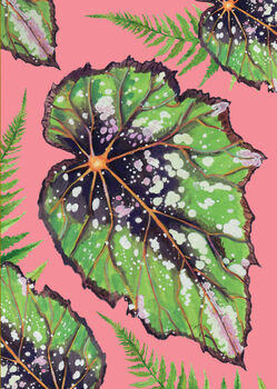Houseplant Bold Begonia Art Print, 2 of 2