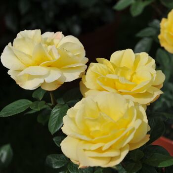 Rose Plant Floribunda 'Mountbatten' 5 L Pot Plant, 3 of 6
