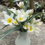 Tulip Polychrome – 10 Botanical White And Yellow Tulip Bulbs, thumbnail 3 of 3