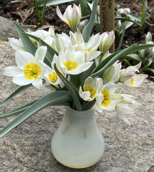 Tulip Polychrome – 10 Botanical White And Yellow Tulip Bulbs, 3 of 3