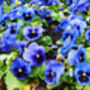 Flowers Pansy 'Blue Blotch' Six X Plant Pack, thumbnail 2 of 5