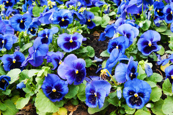 Flowers Pansy 'Blue Blotch' Six X Plant Pack, 2 of 5