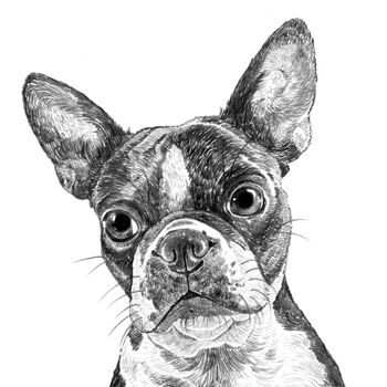 Boston Terrier Dog Portrait Print, 3 of 3
