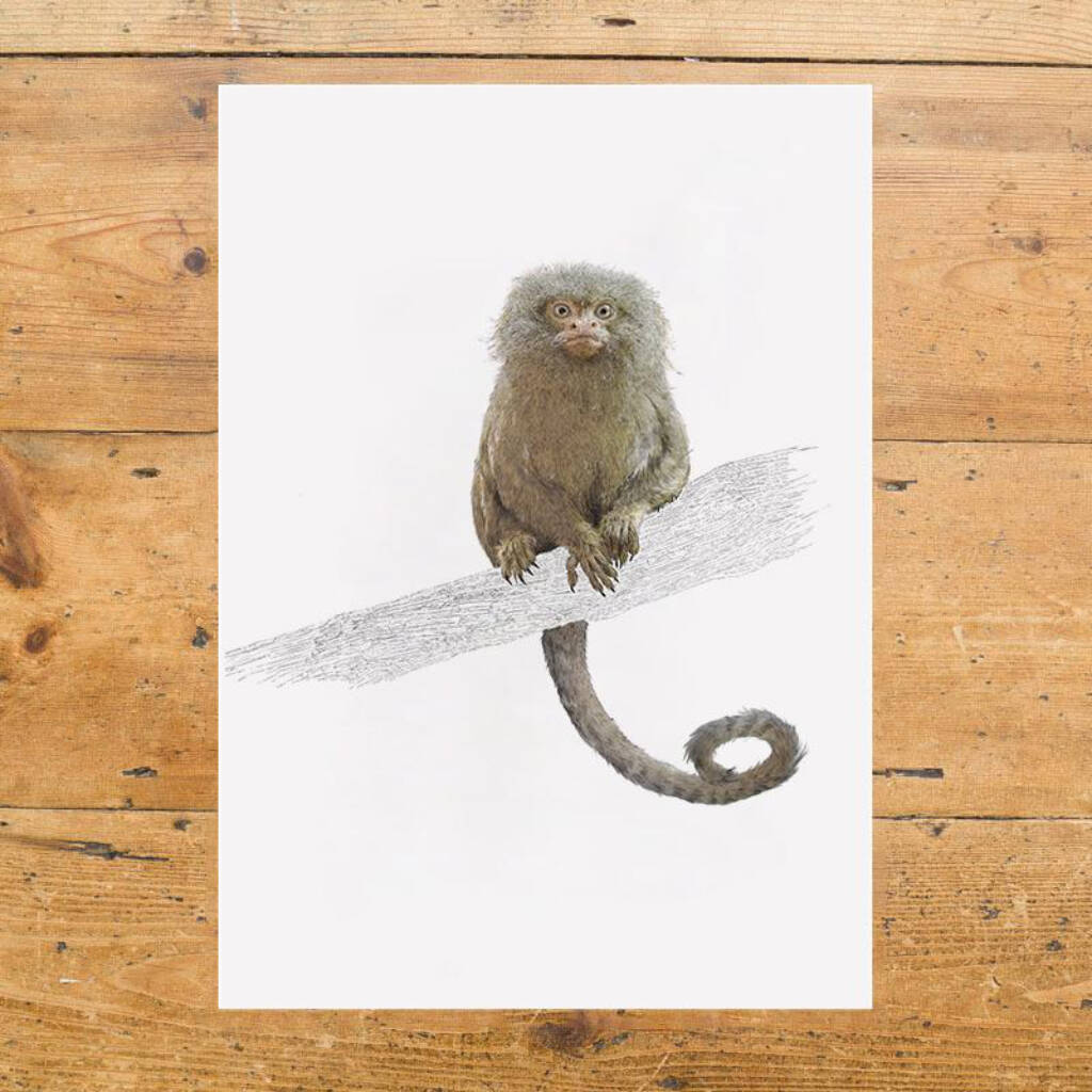 Pygmy Marmoset Giclée Art Print By Ben Rothery Illustrator ...