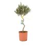 Spiral Olive Tree 80 90cm Tall In 23cm Nursery Pot, thumbnail 1 of 3