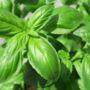 Herb Plants Basil 'Sweet Genovese' Six X Plug Pack, thumbnail 6 of 6