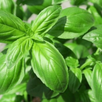 Herb Plants Basil 'Sweet Genovese' Six X Plug Pack, 6 of 6