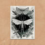 Monochrome Moths Vintage Style Art Print, thumbnail 2 of 4