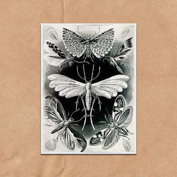 Monochrome Moths Vintage Style Art Print, 2 of 4