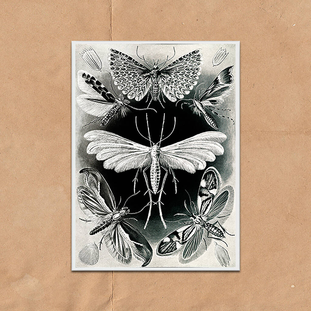 Monochrome Moths Vintage Style Art Print By Ink North ...