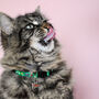 Furida Catlo Artist Cat Collar, thumbnail 1 of 4